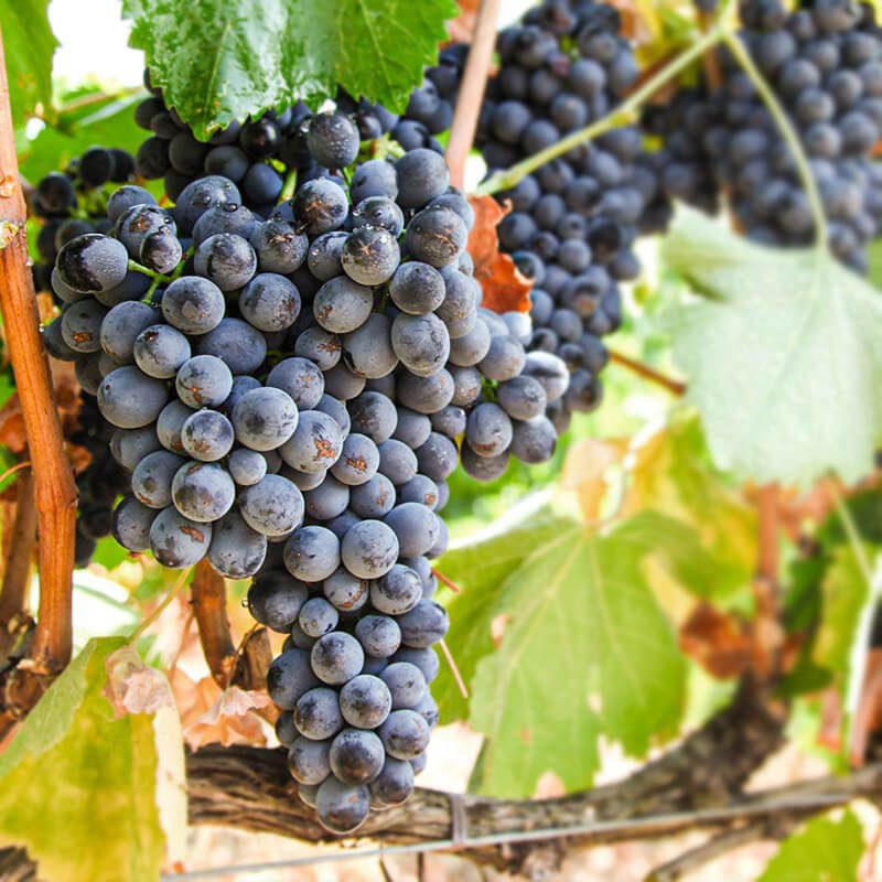 02_mas_de_gourgonnier