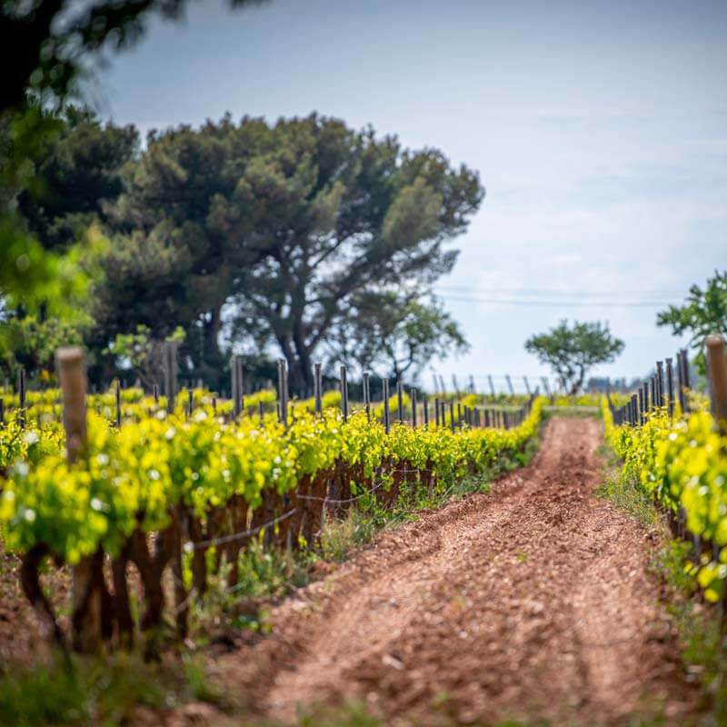 05_mas_de_gourgonnier